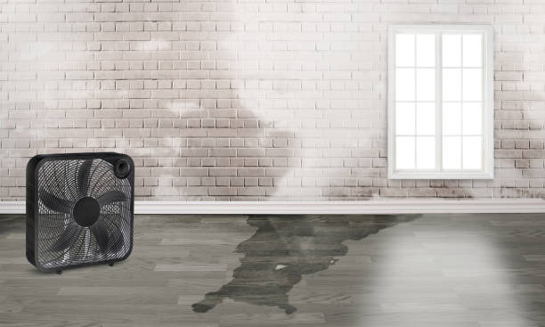 Best Water damage restoration near me  in Wild Peach Village, TX